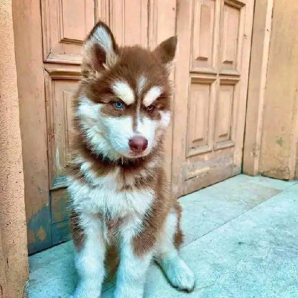 Siberian Husky - media 2